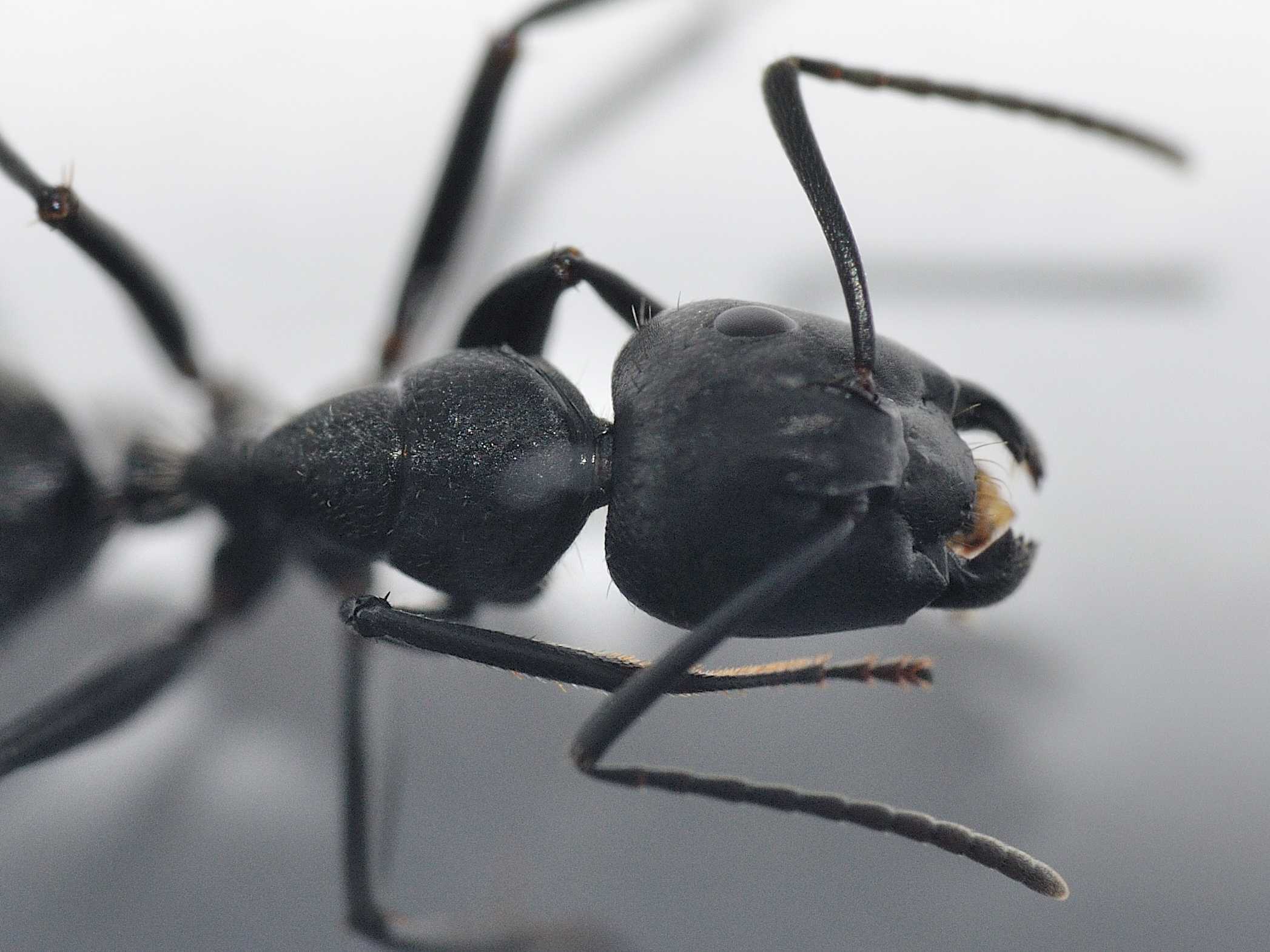 Camponotus vagus: foto ravvicinate